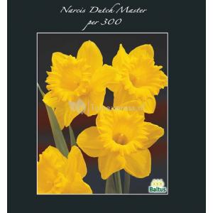 Baltus Narcissus Dutch Master bloembollen per 300 stuks